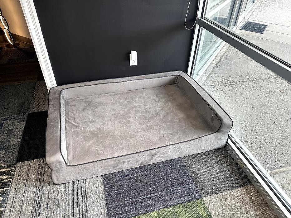 Images Mattress Dogzzz