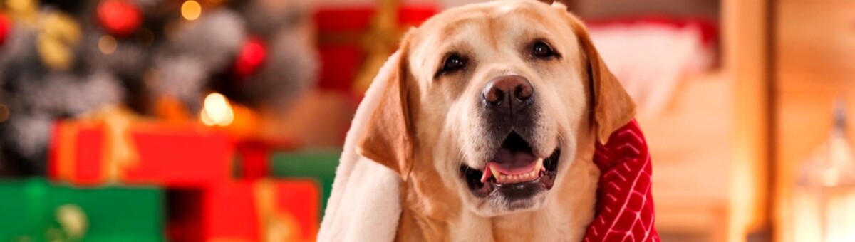 Images Mount Carmel Pet Hospital