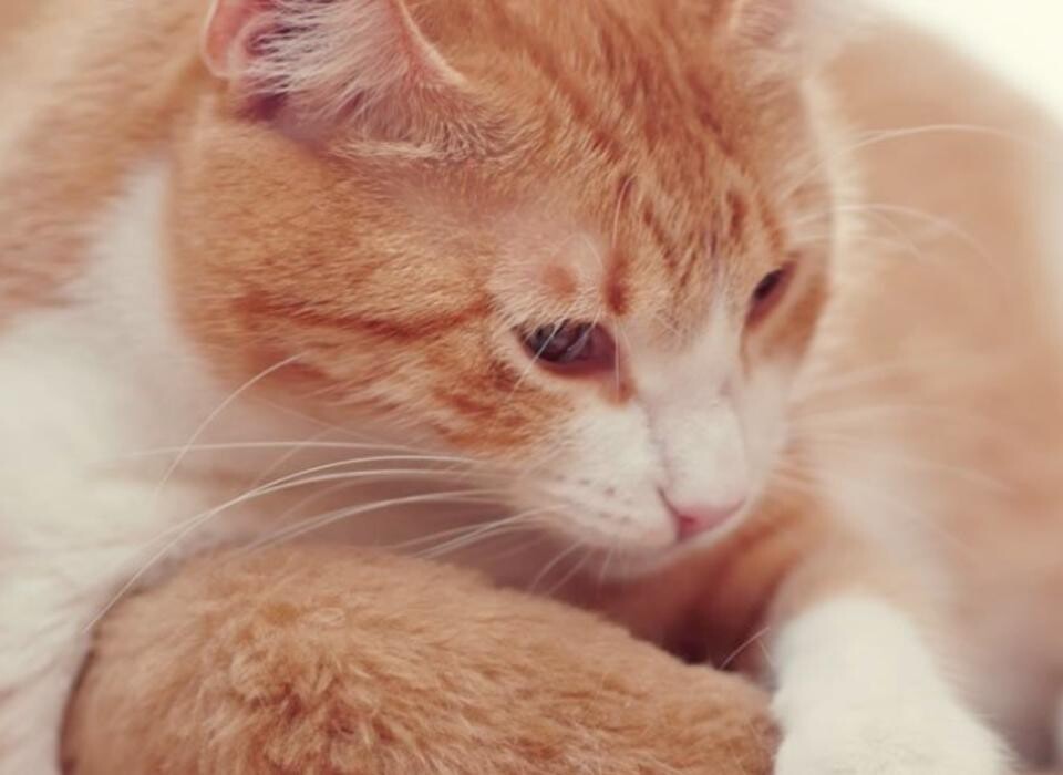 Images Best Friends Animal Hospital Of East Medford