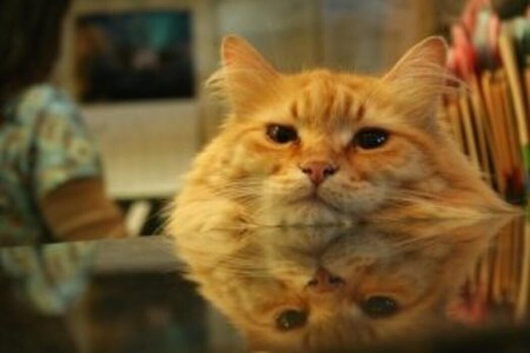 Images Best Friends Animal Hospital Of East Medford