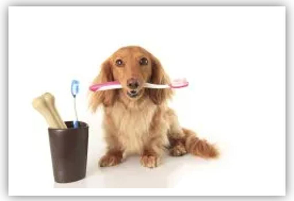 Images Best Friends Animal Hospital Of East Medford