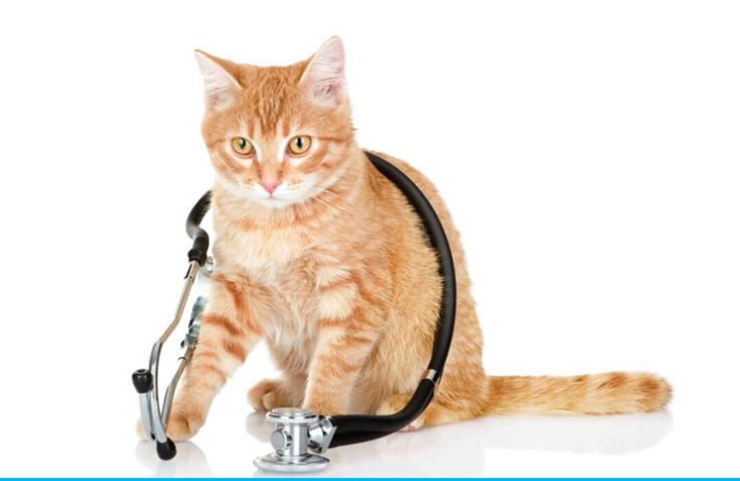 Images Best Friends Animal Hospital Of East Medford