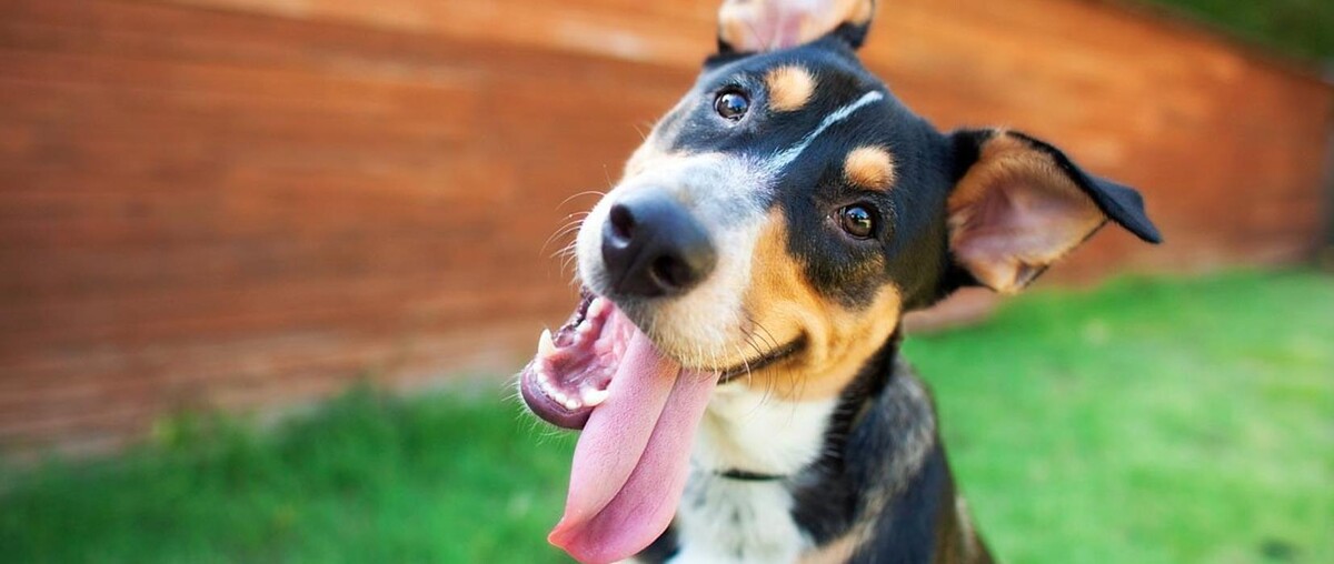 Images Best Friends Animal Hospital Of East Medford