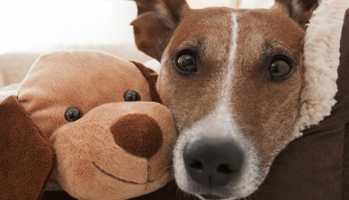 Images Best Friends Animal Hospital Of East Medford