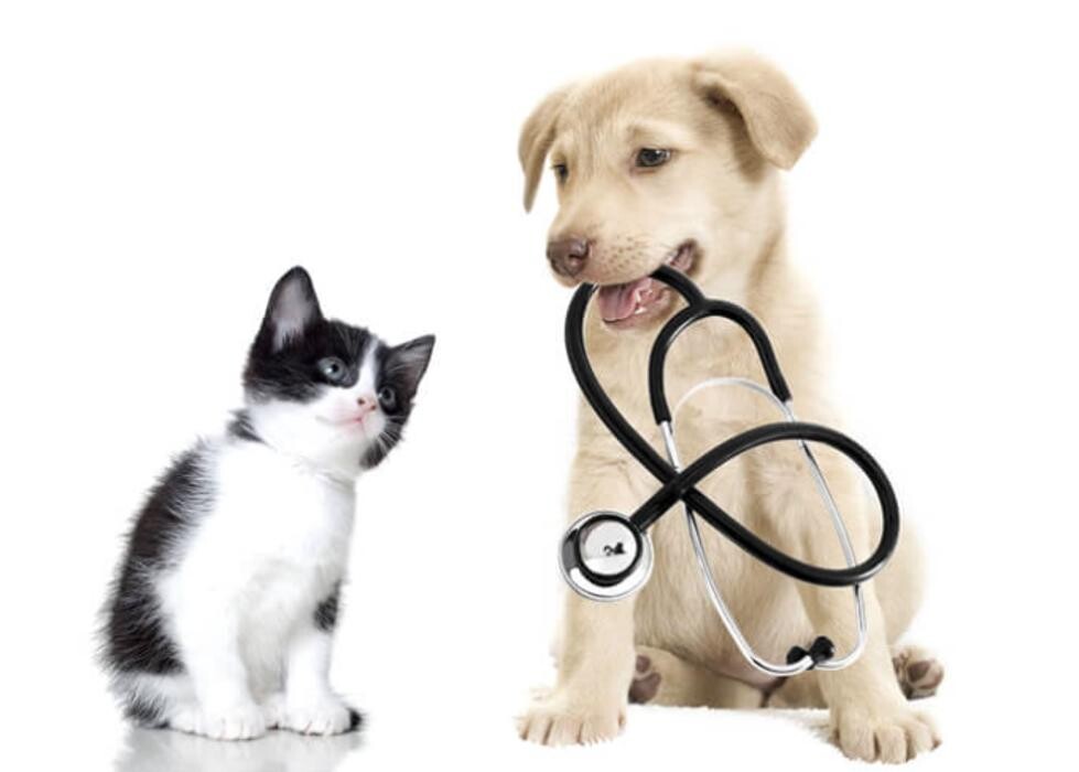 Images Best Friends Animal Hospital Of East Medford