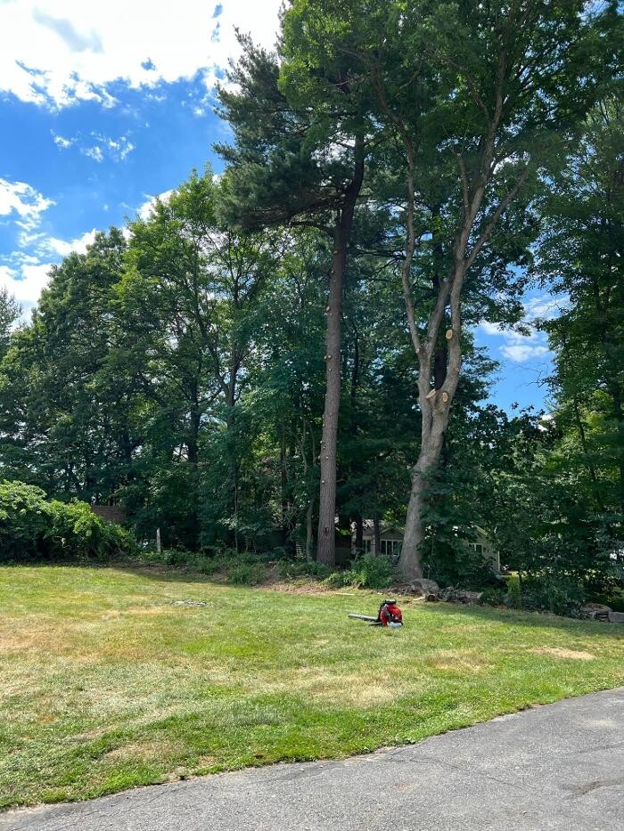 Images Precision Tree and Landscape, LLC