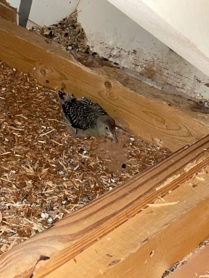 Images Critter Control