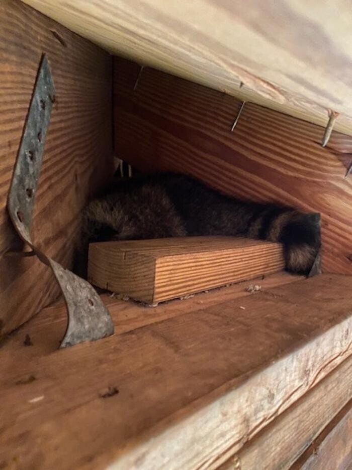 Images Critter Control