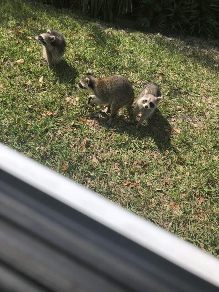 Images Critter Control