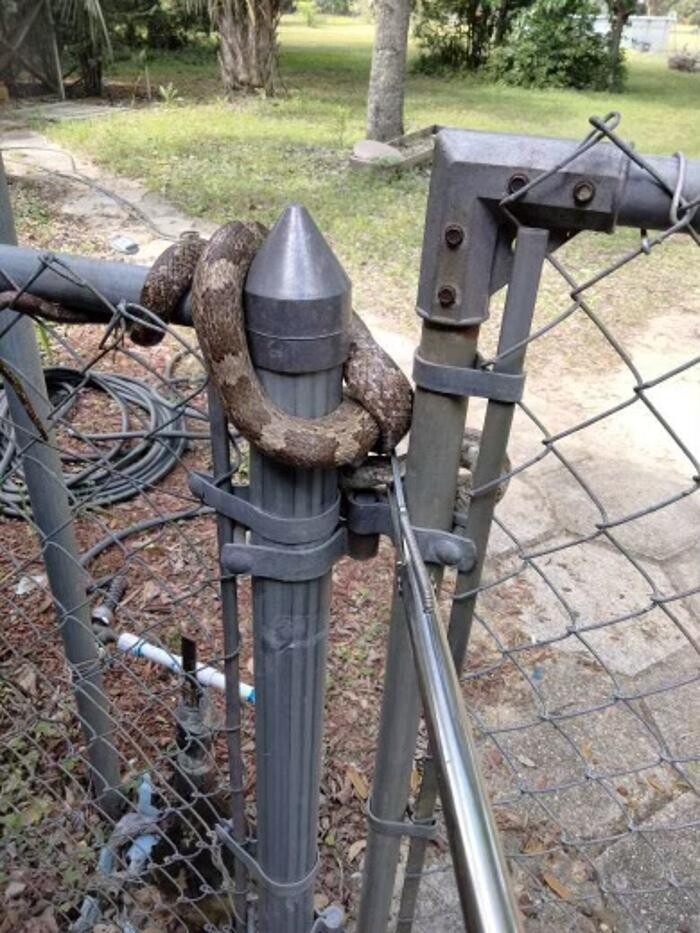 Images Critter Control