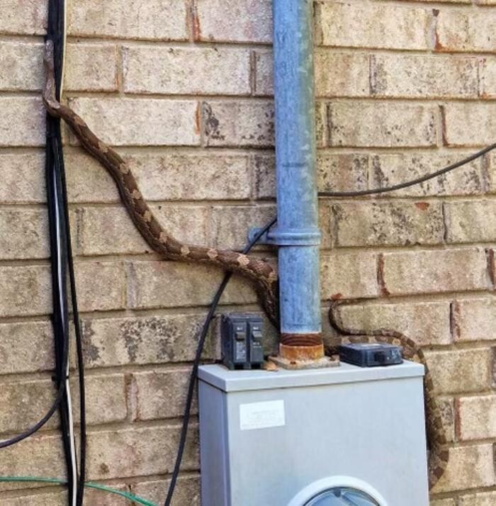 Images Critter Control