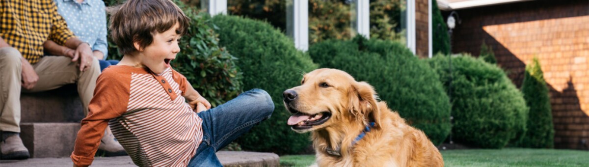 Images Dog Guard Out of Sight Fencing