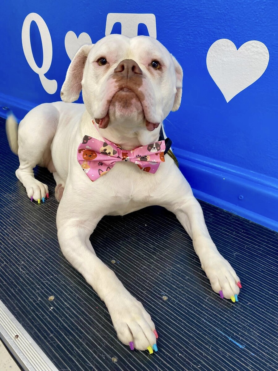 Images QT Paws Pet Grooming