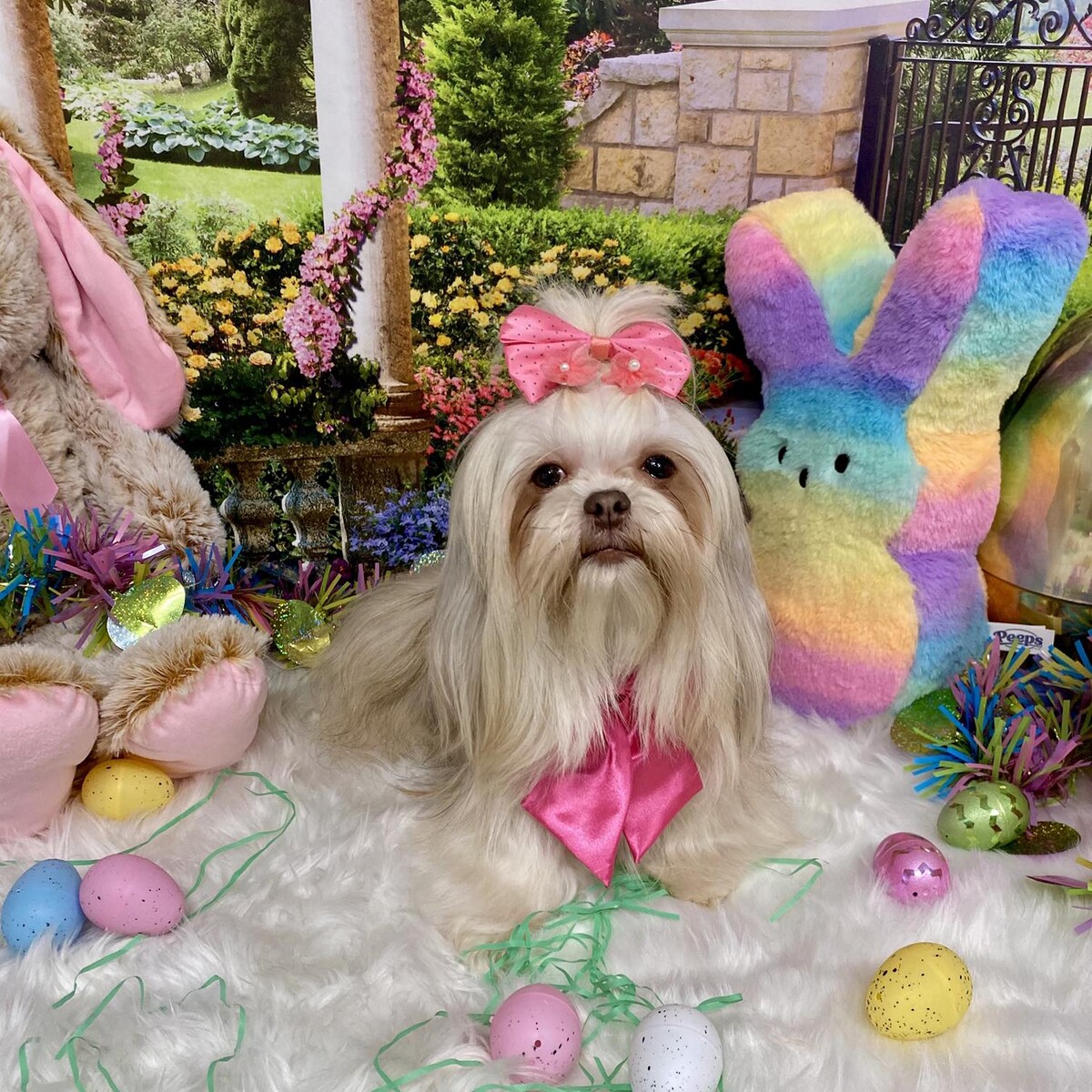 Images QT Paws Pet Grooming