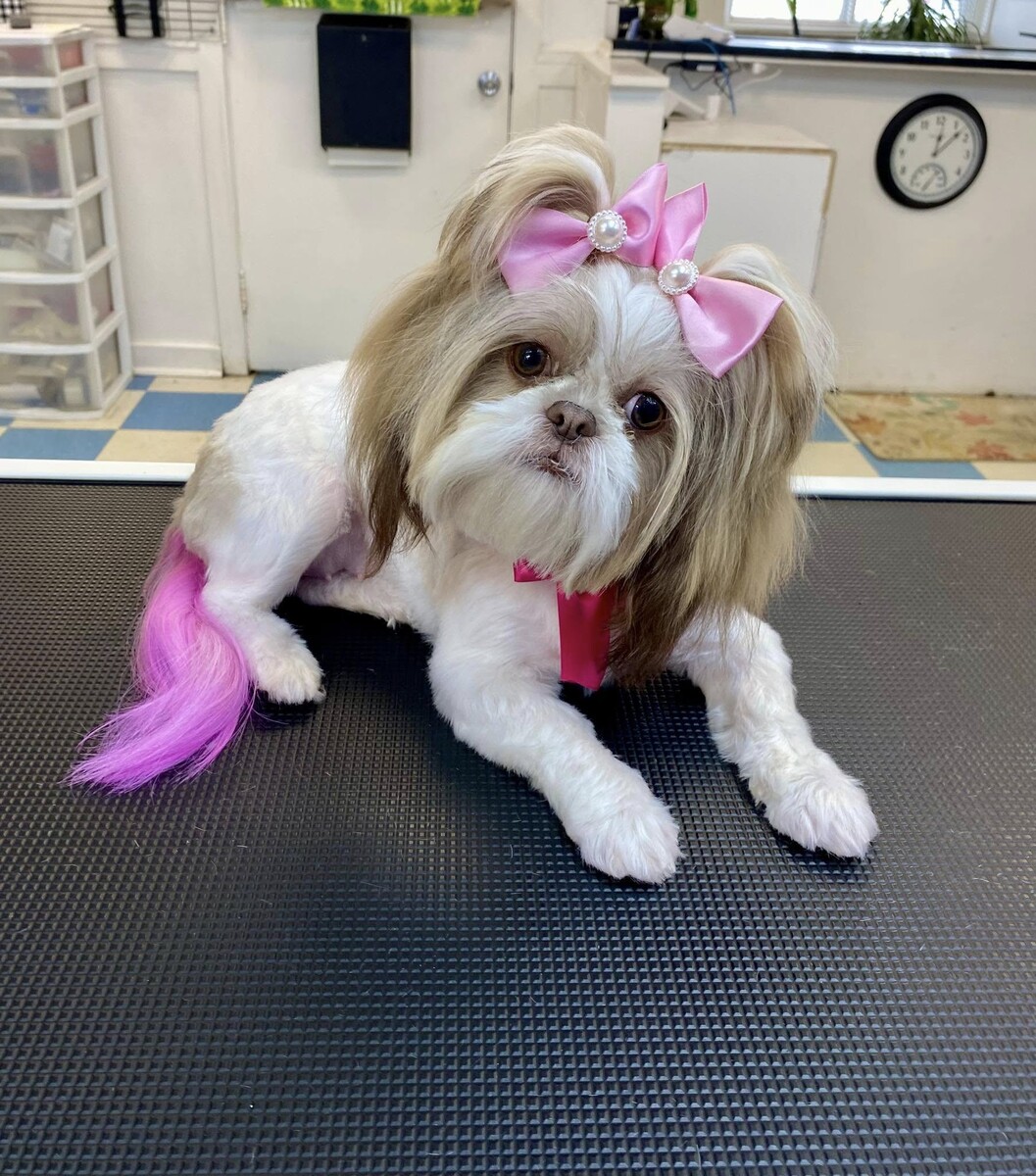 Images QT Paws Pet Grooming