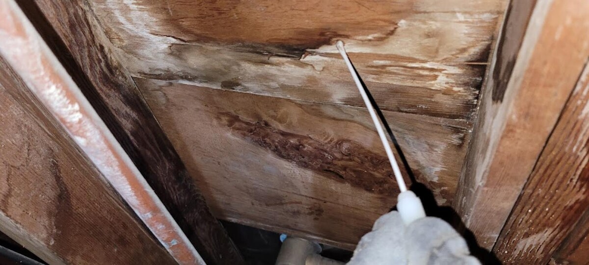 Images Mold Inspection Service