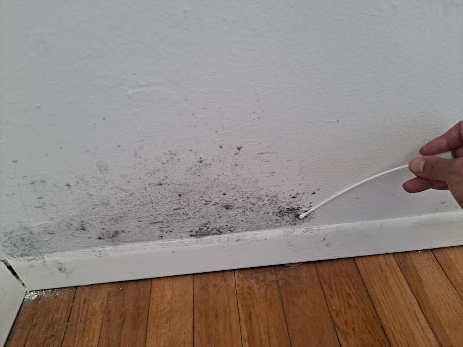 Images Mold Inspection Service