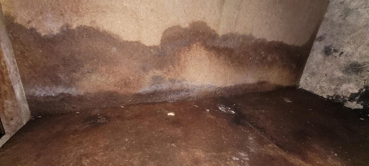 Images Mold Inspection Service