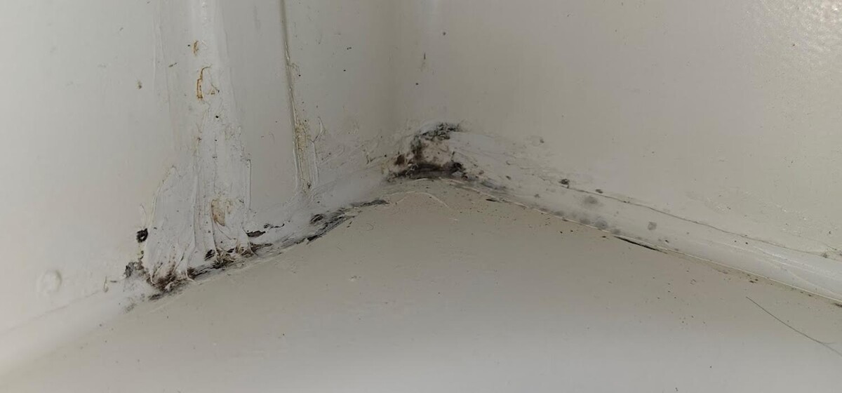 Images Mold Inspection Service