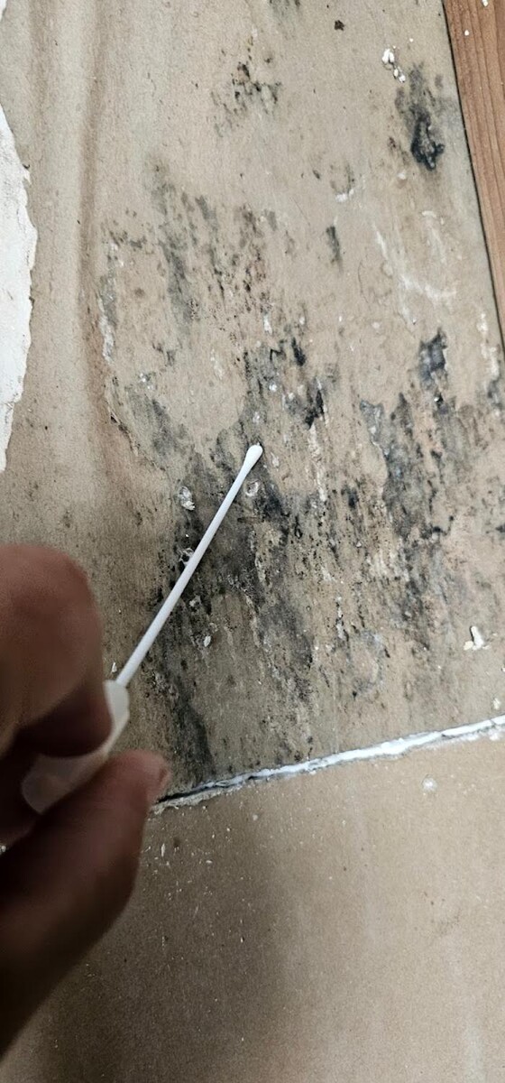 Images Mold Inspection Service