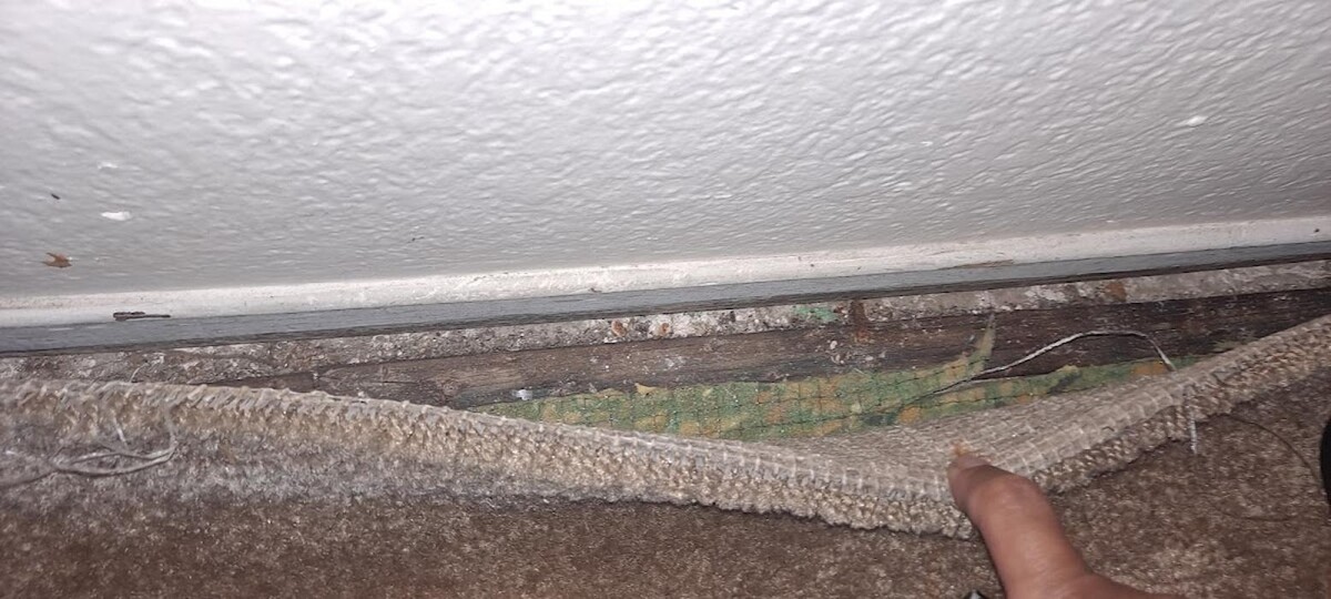 Images Mold Inspection Service