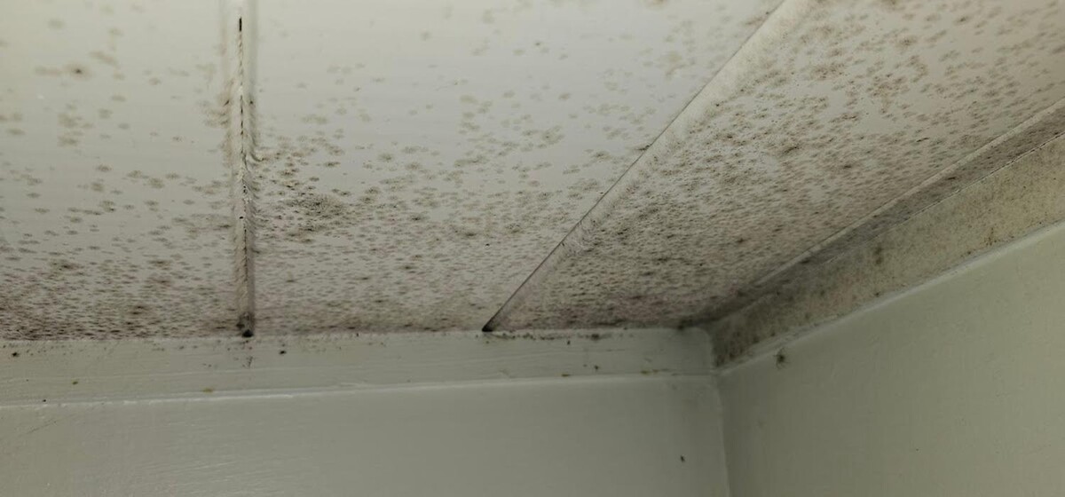 Images Mold Inspection Service