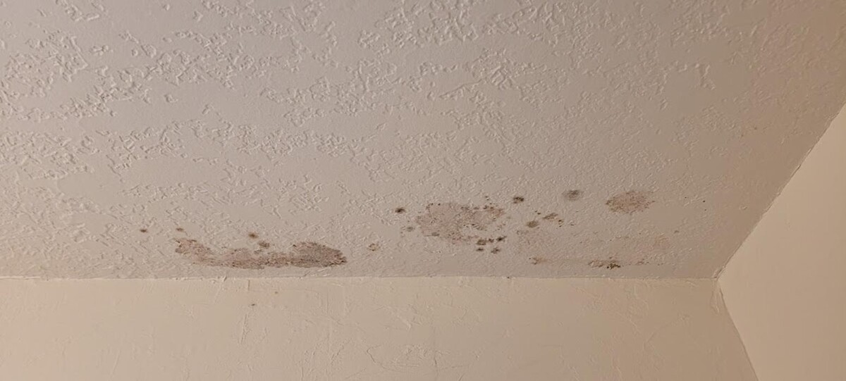 Images Mold Inspection Service