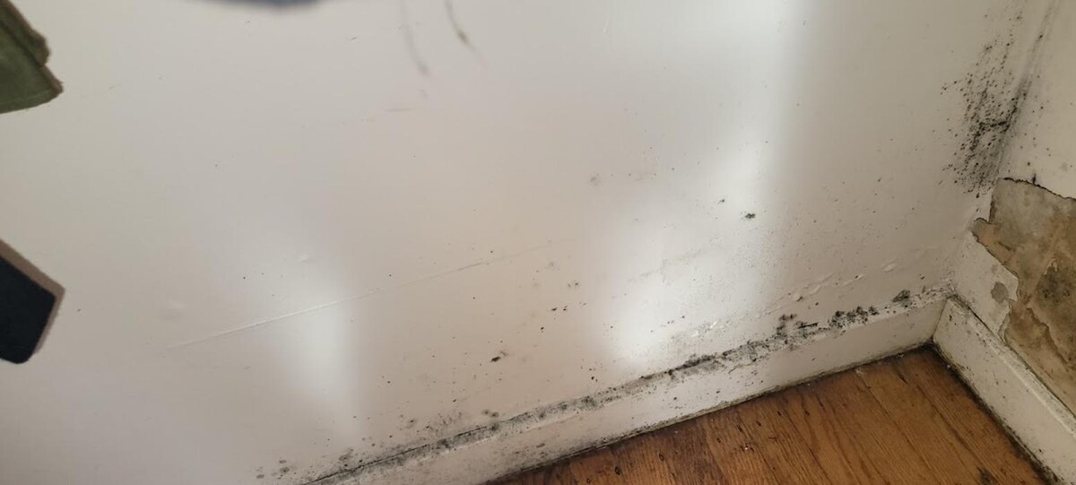 Images Mold Inspection Service
