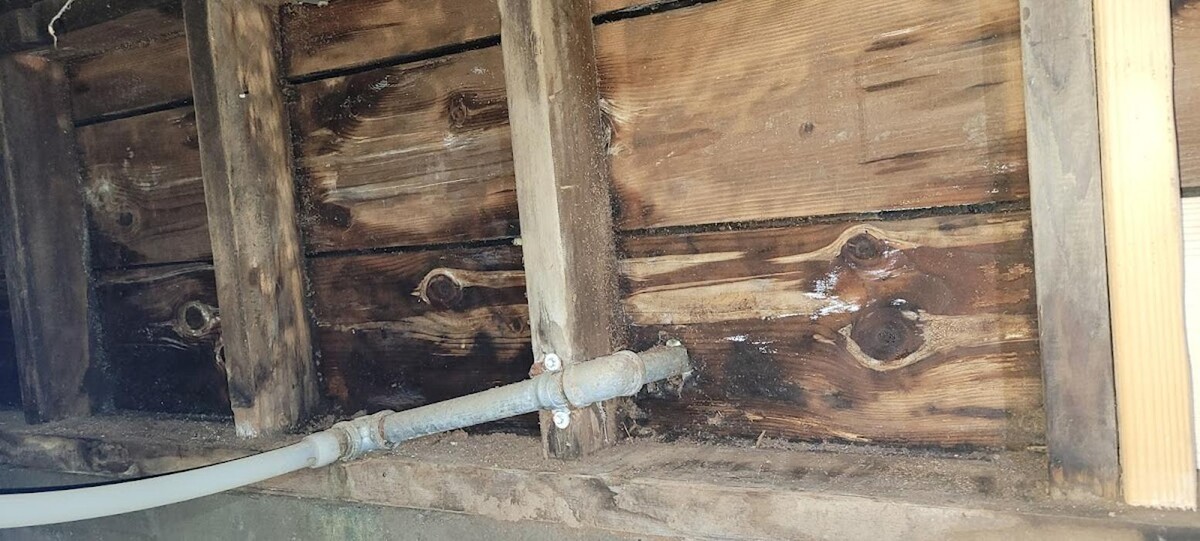 Images Mold Inspection Service