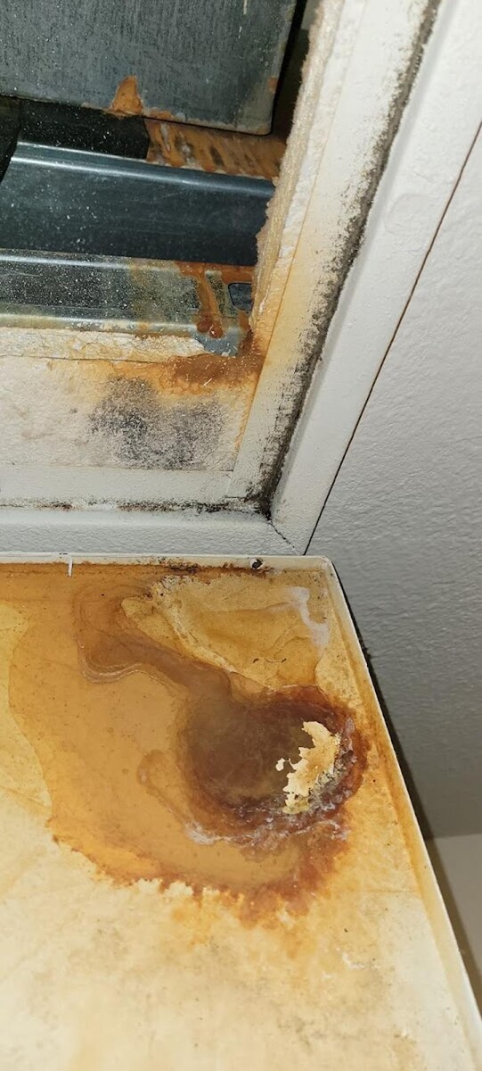 Images Mold Inspection Service