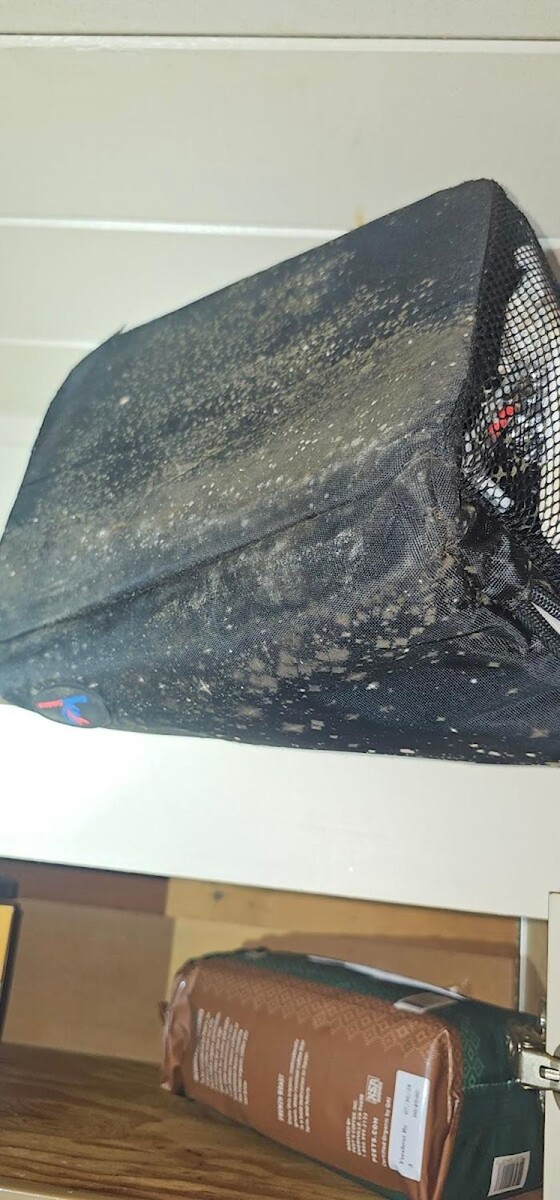 Images Mold Inspection Service