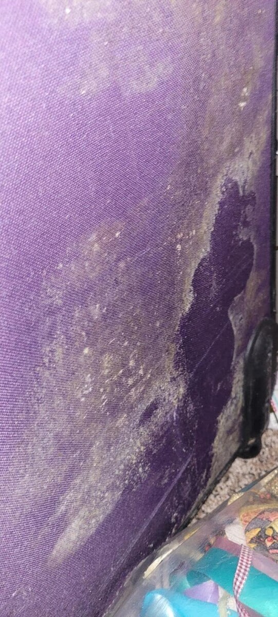 Images Mold Inspection Service