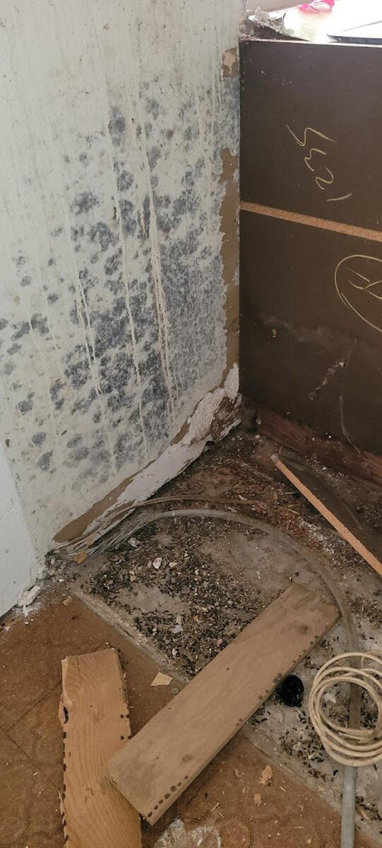 Images Mold Inspection Service