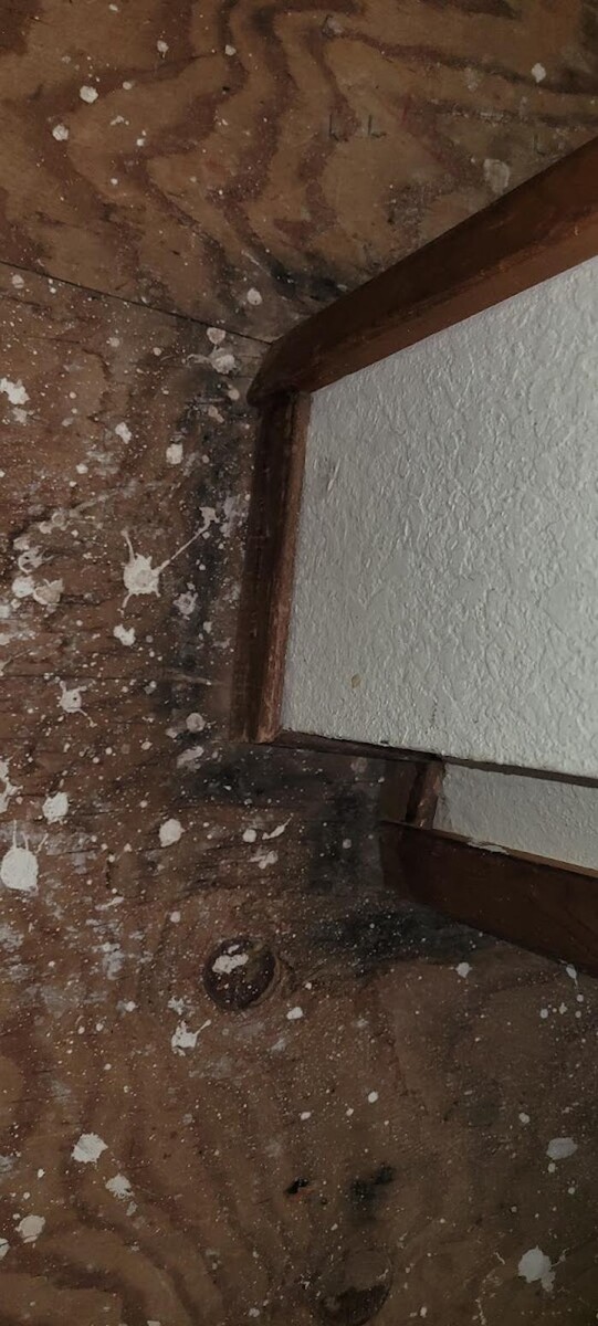 Images Mold Inspection Service