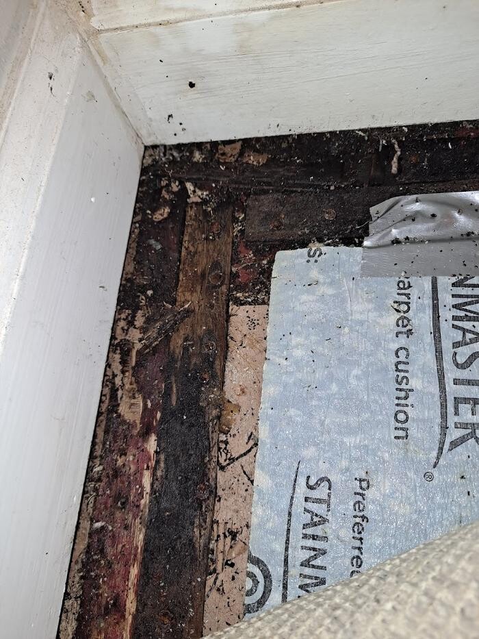 Images Mold Inspection Service