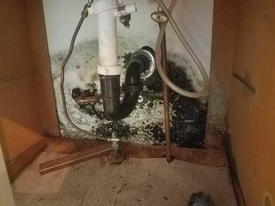 Images Mold Inspection Service