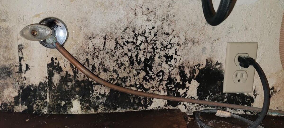 Images Mold Inspection Service