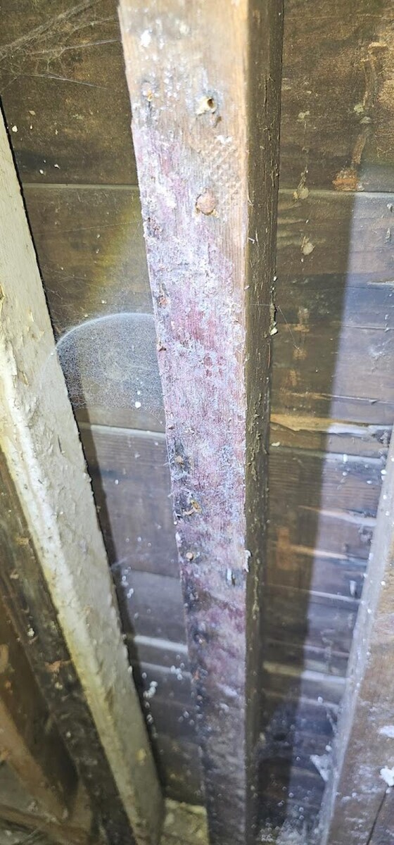 Images Mold Inspection Service