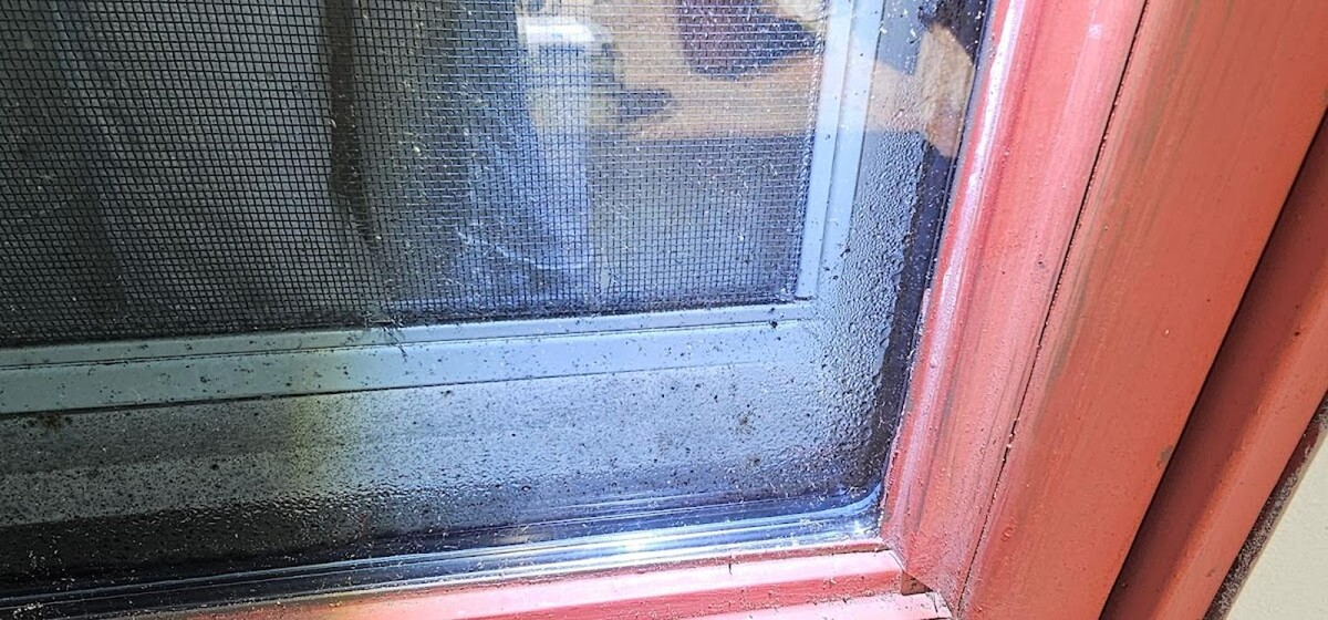 Images Mold Inspection Service