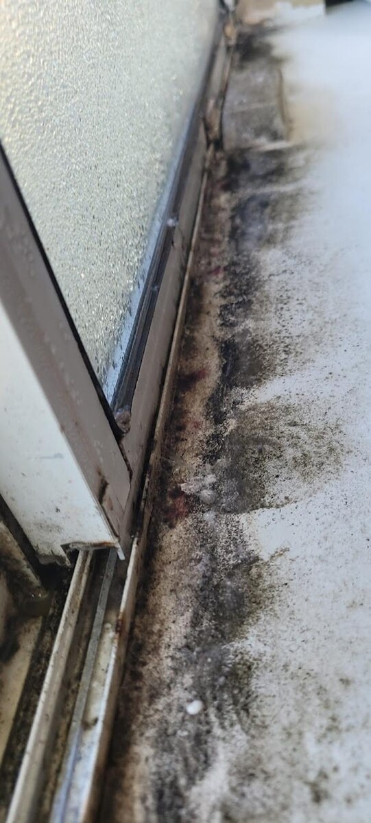 Images Mold Inspection Service