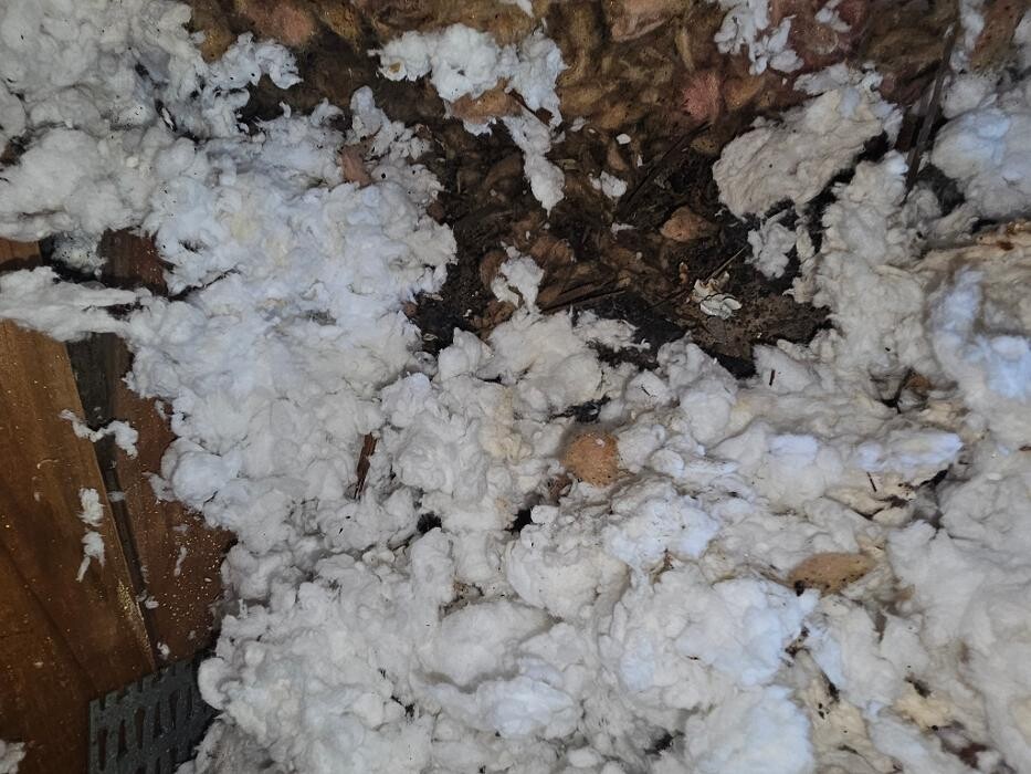 Images Mold Inspection Service