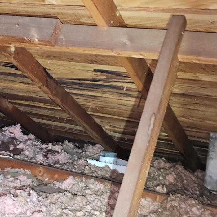 Images Mold Inspection Service