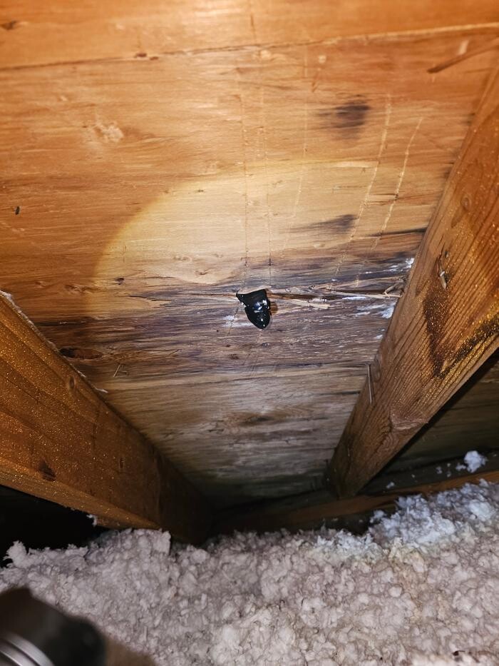Images Mold Inspection Service