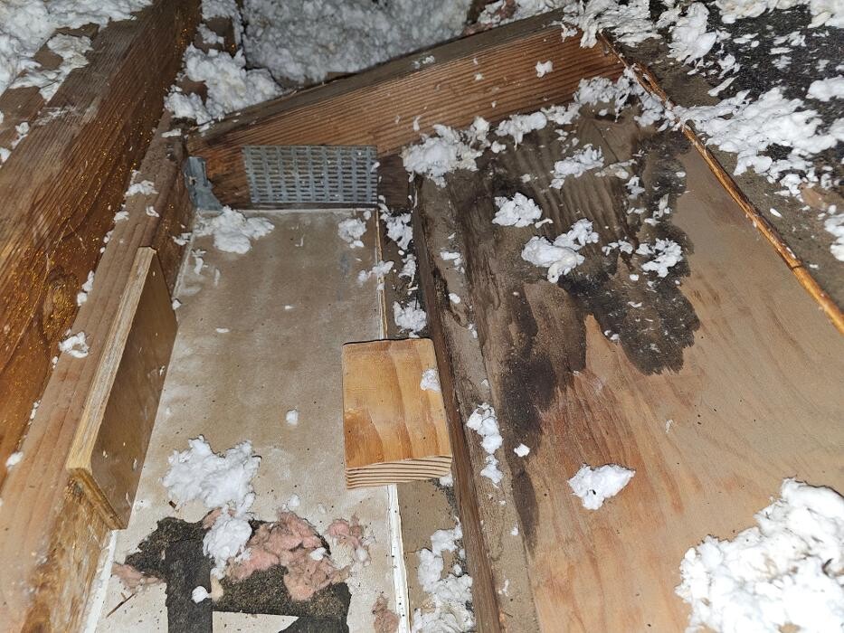 Images Mold Inspection Service