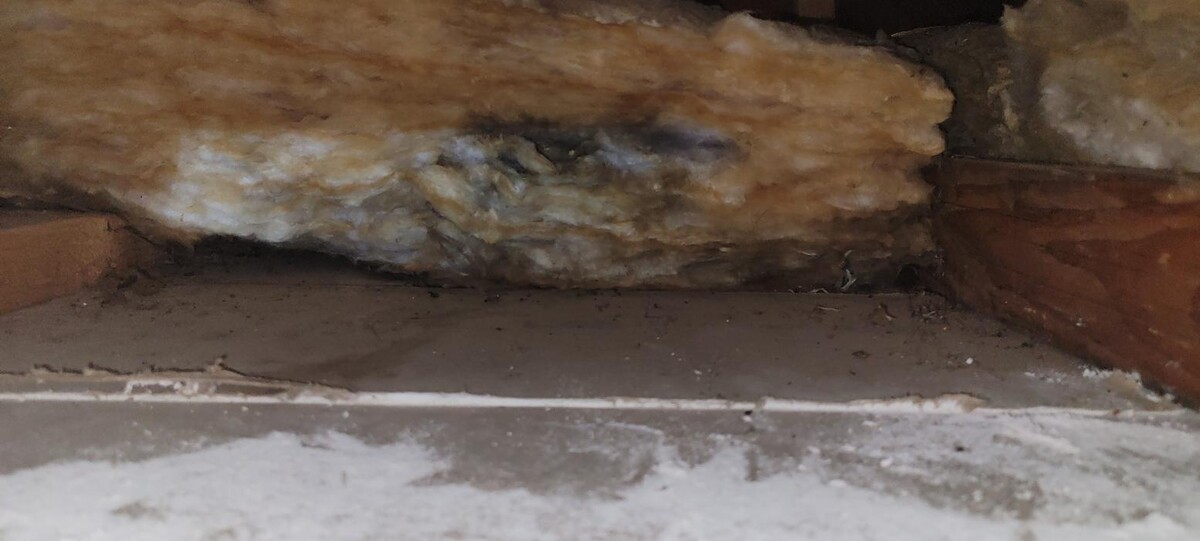 Images Mold Inspection Service