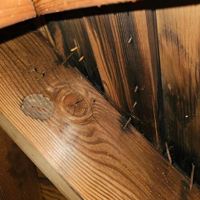Images Mold Inspection Service