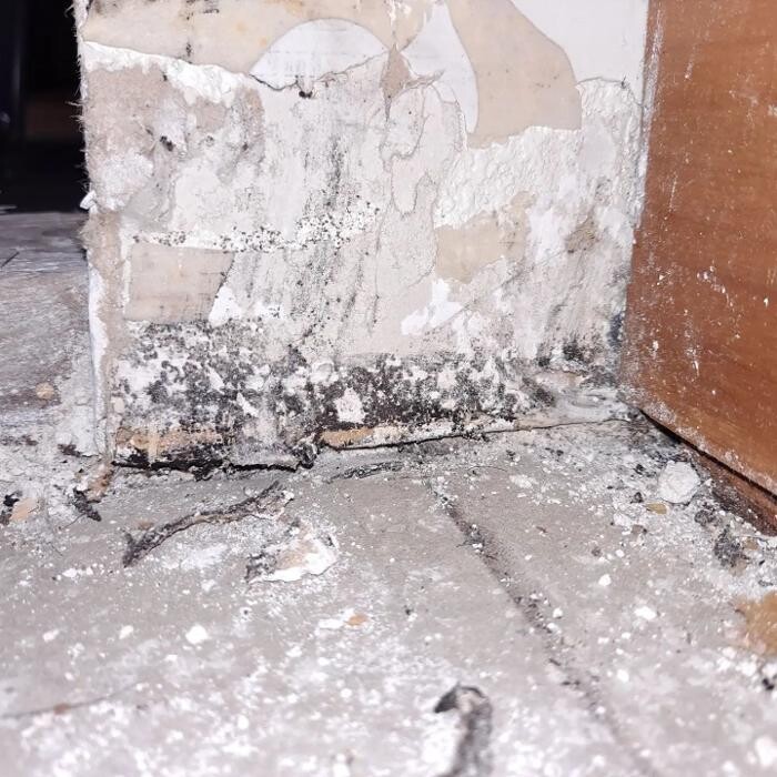 Images Mold Inspection Service