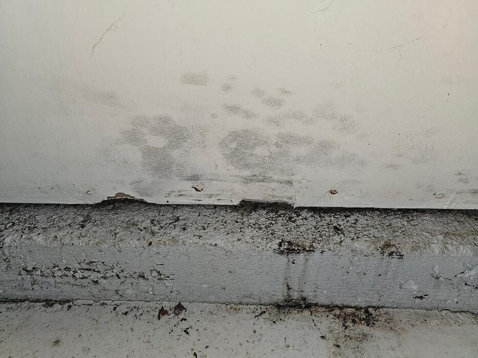 Images Mold Inspection Service