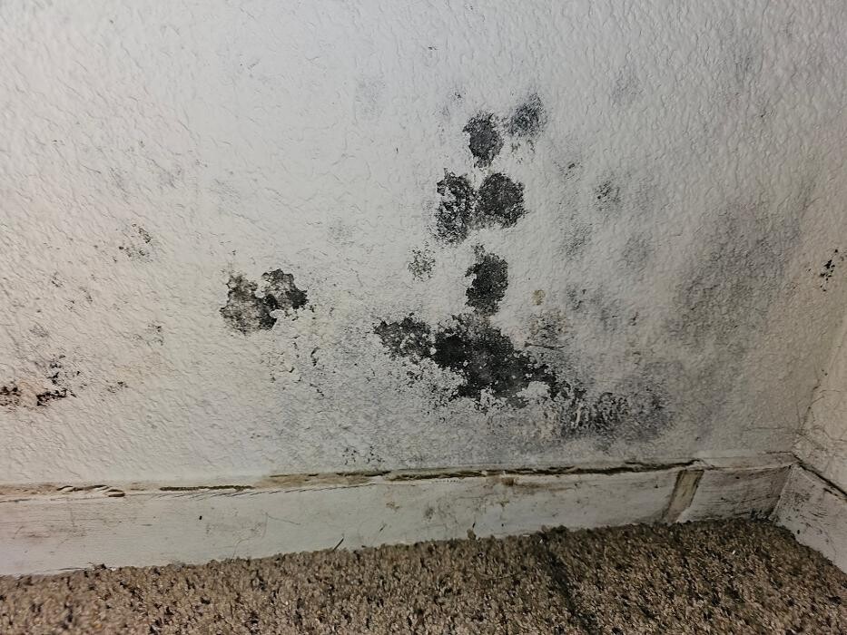 Images Mold Inspection Service