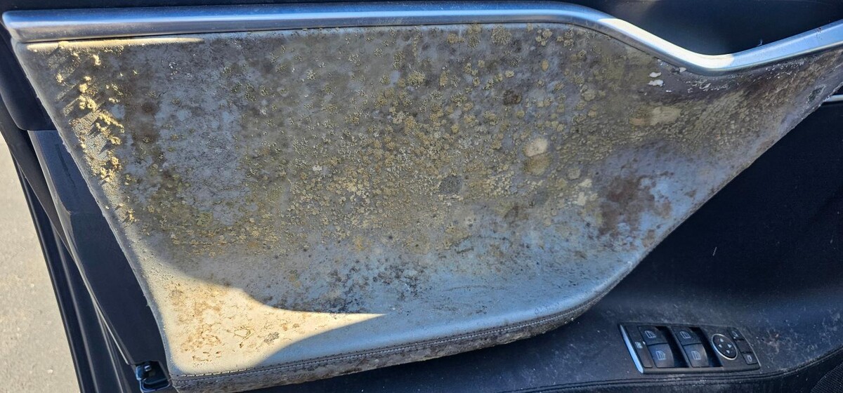 Images Mold Inspection Service